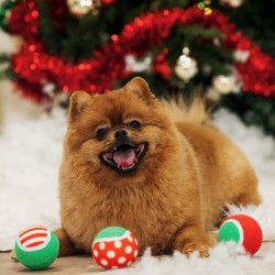 Balles de Noël lot de 3, compatibles lanceur de balles de tennis, jouet pour chien | Grossiste animalerie